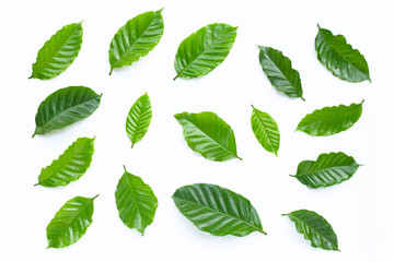 Fresh coffee leaves on white background.