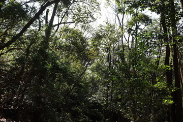 猿投山の登山の景色