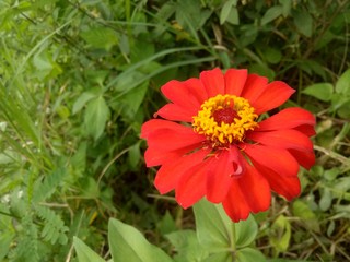 image of This red flower is called a paper flower