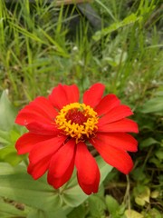 image of This red flower is called a paper flower