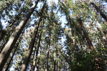 Fototapeta premium 猿投山の登山の景色