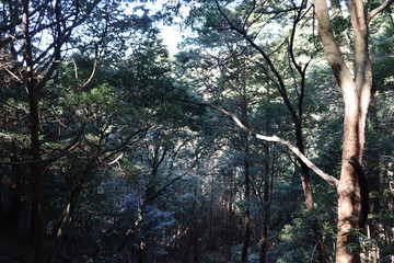 猿投山の登山の景色