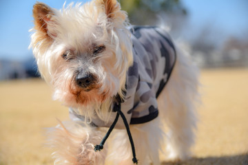 ヨークシャテリア