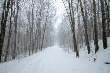 snowy forest landscape in Michigan tree covered by snow