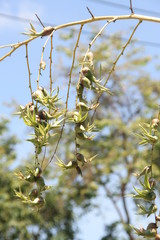A branch of  Caribbean agave's flowers and blur background.