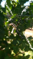 spider on a web