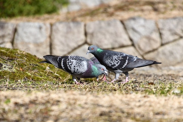 地面に落ちている餌を啄んでいる鳩たち