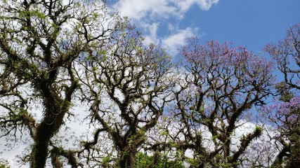 primavera árvore seca e céu azul