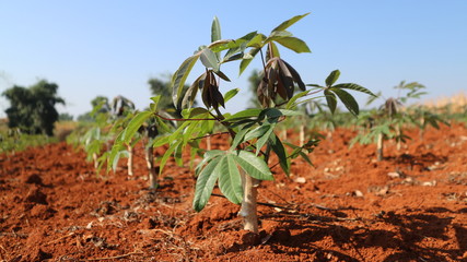 Fototapeta na wymiar farm Cassava seedlings Planting period 2 months