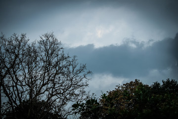 Obraz premium tree at sunset