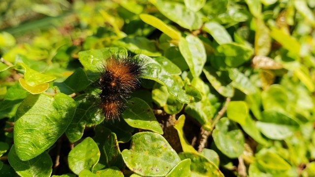 lagarta venenosa