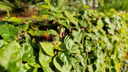 lagarta venenosa