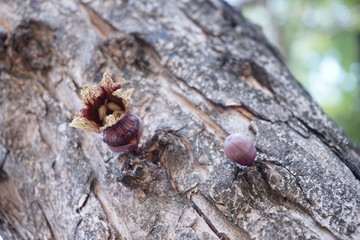 Flowering trees in the forest.