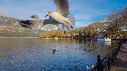 ioannina or giannena city in greeece birds gull flying on the lake  in winter season