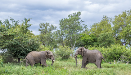 Naklejka premium Two African elephants isolated in the African bush on a cloudy day image in horizontal format