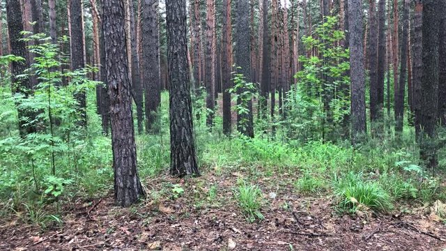 Walking in a pine forest. Spring landscape among paths and tree trunks in rainy weather