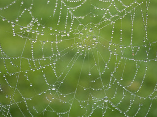 Rain drops on the spider web