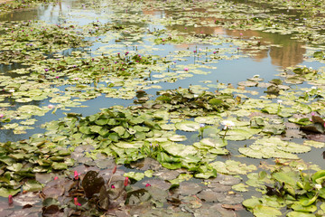 Colorful water lily flowers and leaves in pond.