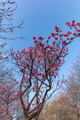 大宮第二公園の梅花