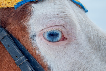 Blue eye of a horse, close-up.