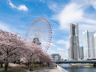 桜が満開の春。日本の神奈川県横浜市のみなとみらい地区の風景。