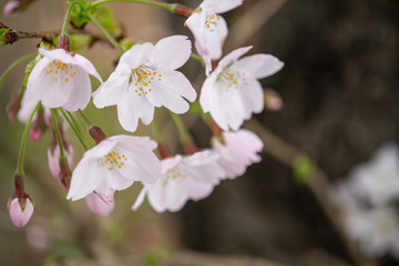 淡いピンク色の桜の花のクローズアップ。