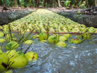 Agriculture harvesting of perfume coconut by using floating in water . perfume coconut Ban Phaeo the "Best Coconut" in Thailand 