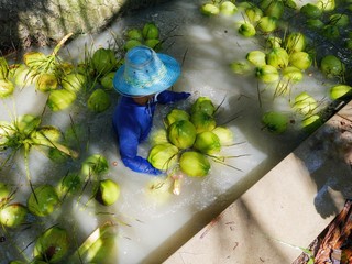 Agriculture harvesting of perfume coconut by using floating in water . perfume coconut Ban Phaeo the "Best Coconut" in Thailand 
