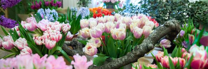 Fresh spring  colorful  tulip flowers banner. Lot of multicolored tulips bouquets.  Hello Spring...