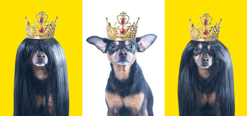 Three stylish portraits of dogs in crowns, isolated, set.  Dogs are kings, princes are concept.