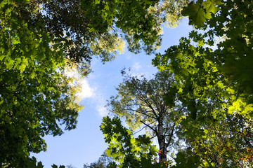 Vignette of green tree branches with blue sky