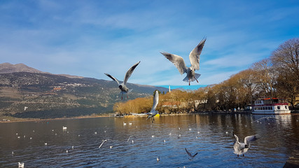 ioannina or giannena city in greeece birds gull flying on the lake  in winter season