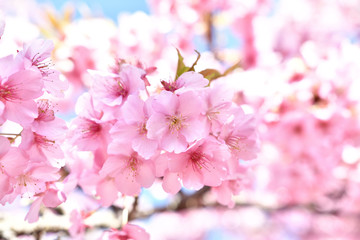 松田山の河津桜