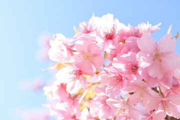 松田山の河津桜