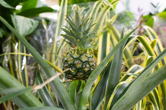 Green little pineapple fruit. Natural Ananas comosus pineapple fruiting in nature. One fruit of an exotic fruit on a bush harvest