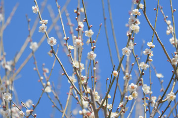 青空と白梅