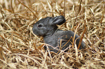 Cute baby rabbit - dark gray