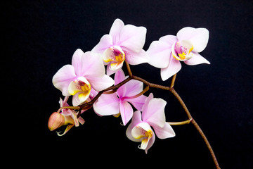 Naklejka na ściany i meble A Branch of Minature Orchids