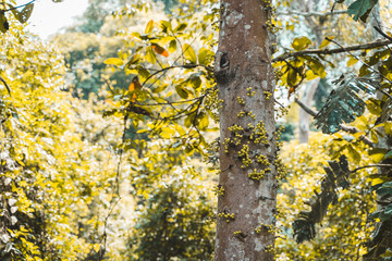 Obraz premium yellow fruits on a tree