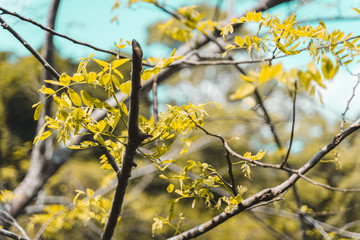 autumn leaves on the tree
