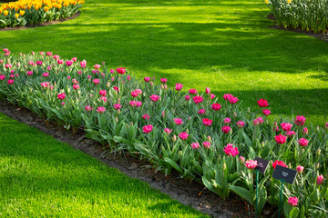 Green lawn, flowerbed with beautiful pink tulips. Spring tulips flowers in park. Sunny day. Copy space for text