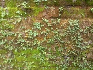 wild green plants cling to walls. as background