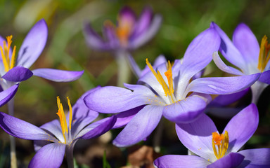 Close-up of a purple blooming crocus with opened petals and dainty seed threads in spring in the early bloom as a messenger of hope