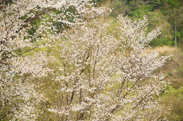 桜