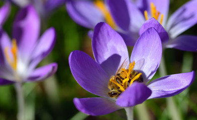A small honey bee lies in a blooming crocus and collects the first pollen of the year in spring in Germany in February