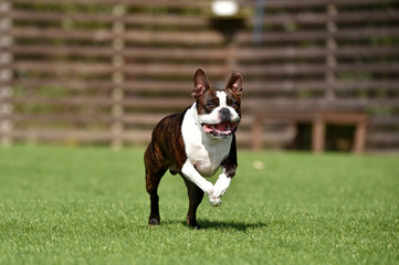 ボストンテリア