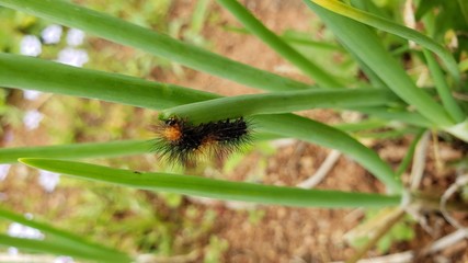 lagarta comendo tempero verde