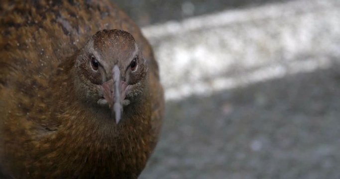 A beautiful brown flightless Weka bird looking around - slowmo