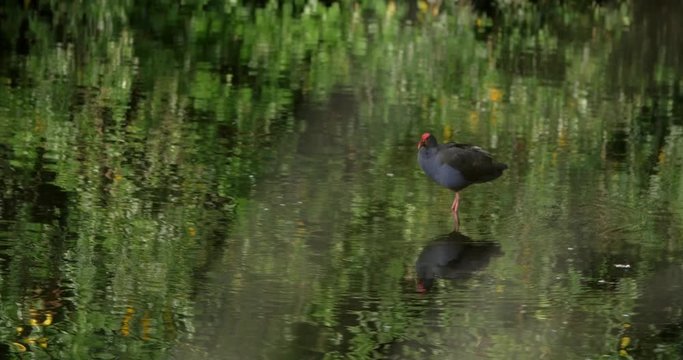 A beautiful pukeko bird standing in a shallow lake - wide rolling