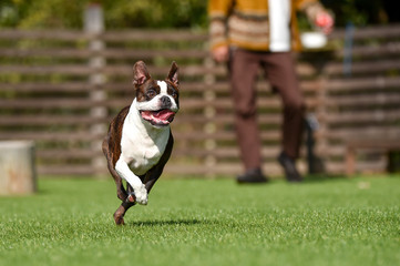 ボストンテリア